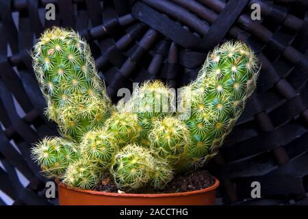 Cactus succulentes vert avec beaucoup de jeunes et de plus en plus de germes dans un pot en plastique Banque D'Images