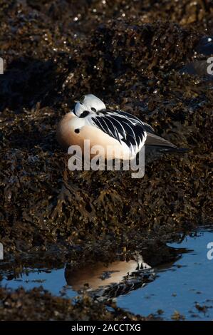 Eider à duvet (Stellers Polysticta stelleri), homme reposant sur des roches couvertes d'algues, Båtsfjord, Norvège, de l'Arctique, de Varanger Banque D'Images