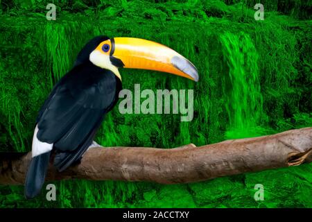 Toucan lumineux avec un grand bec jaune assis sur une branche isolée sur paysage aux tons vert Banque D'Images