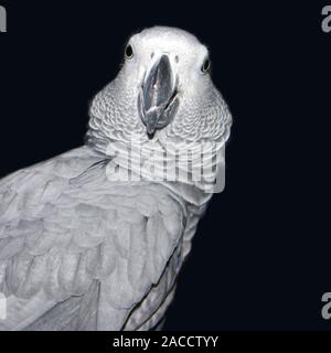 Portrait de beau perroquet gris d'Afrique Psittacus erithacus isolé sur fond sombre Banque D'Images