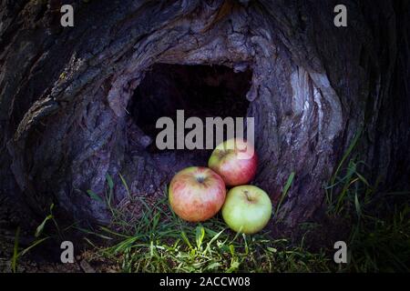 Trois pommes mûres couché dans un creux sombre d'un gros tronc d'arbre Banque D'Images