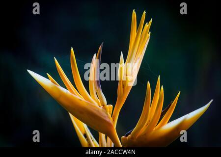 Heliconia flower dans la forêt à Las Minas dans le Cocle province, République du Panama. Banque D'Images