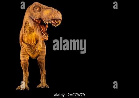 Tyrannosaurus rex ( T-rex ) est la marche et ouvrir la bouche et de l'espace sur le site droit de copie . Vue de face . Fond isolé noir . Dinosaure dans Jurassic par Banque D'Images