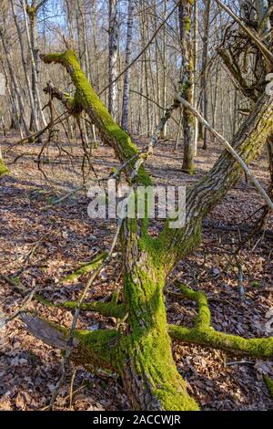 Vieux tronc d'arbre tombé avec mousse verte dans les bois Banque D'Images