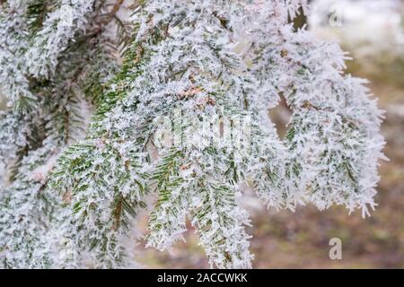 Les aiguilles de l'épinette de givre sur une branche dans la forêt Banque D'Images