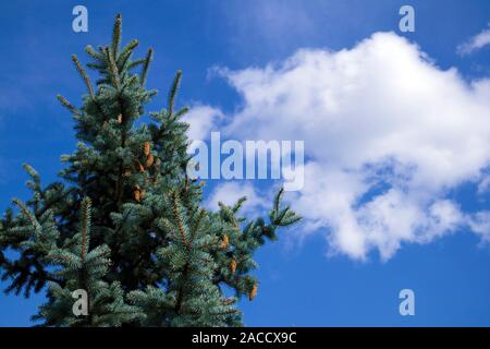 Haut de sapin bleu moelleux avec un certain nombre de cônes contre ciel bleu avec nuages unique Banque D'Images