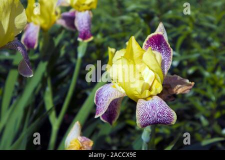 De plus en plus belle fleur de l'iris jaune et violet avec pétales motley closeup Banque D'Images