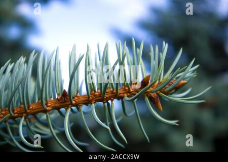 Haut de plus en plus moelleux succulent branche d'un sapin bleu Banque D'Images