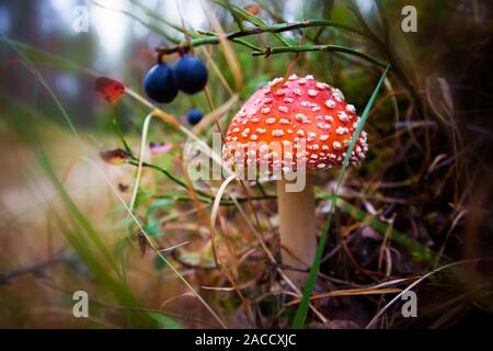 Rouge avec des taches blanches de champignons vénéneux Amanita muscaria poussant dans l'herbe légèrement sur l'arrière-plan flou Banque D'Images