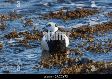 Eider à duvet (Stellers Polysticta stelleri), homme reposant sur des roches couvertes d'algues, Båtsfjord, Norvège, de l'Arctique, de Varanger Banque D'Images