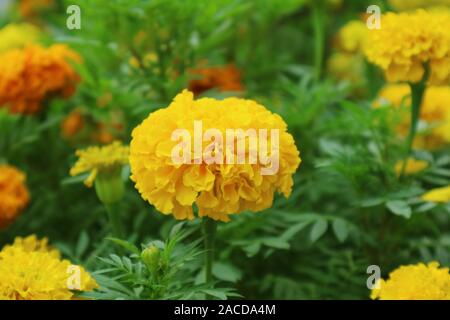 Libre Vibrant jaune dans le jardin de fleurs de souci Banque D'Images