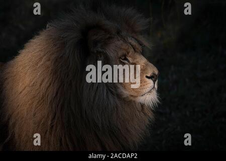 Portrait du chef d'un lion. C'est dans l'ombre et est éclairé par les rayons du soleil créant un effet d'éclairage magnifique Banque D'Images