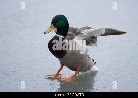 Canard colvert, Anas platyrhynchos, seul mâle adulte, glissant sur la glace. Prises de janvier. Arundel, Sussex, UK. Banque D'Images