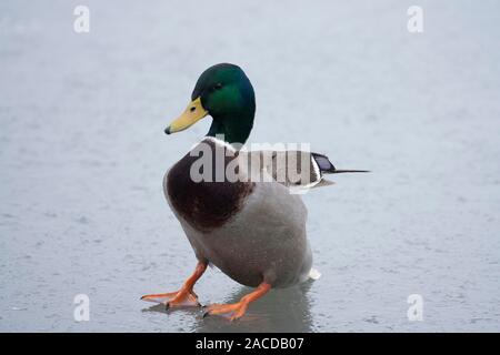 Canard colvert, Anas platyrhynchos, seul mâle adulte, glissant sur la glace. Prises de janvier. Arundel, Sussex, UK. Banque D'Images