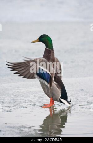 Canard colvert, Anas platyrhynchos, seul mâle adulte debout sur la glace, les ailes battantes. Prises de janvier. Arundel, Sussex, UK. Banque D'Images