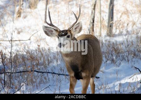 Beau buck le cerf mulet et un couple des mâles profiter de quelques pouces de neige fraîche dans un pré en haute Montagnes Rocheuses du Colorado. Banque D'Images