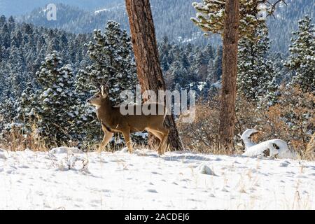 Beau buck le cerf mulet et un couple des mâles profiter de quelques pouces de neige fraîche dans un pré en haute Montagnes Rocheuses du Colorado. Banque D'Images