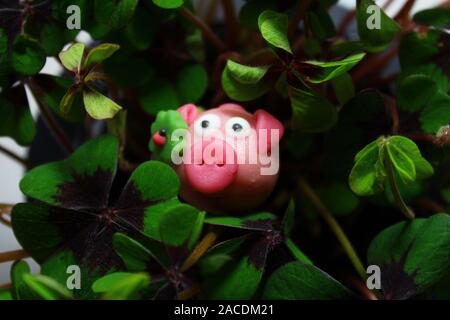 La photo montre un cochon en massepain lucky clover Banque D'Images