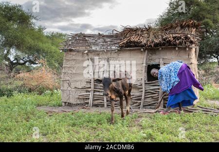 Même, la Tanzanie, 11 juin 2019 : masaï laissez le bébé vache hors de sa chambre, afin qu'il puisse aller à sa mère pour nourrir Banque D'Images