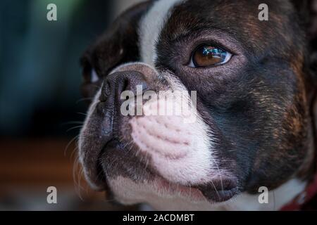 Portrait boston terrier pure race soft fond sombre libre Banque D'Images