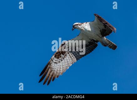 Un balbuzard pêcheur (Pandion haliaetus) en vol à partir de ci-dessous à Baja California Sur, au Mexique. Banque D'Images
