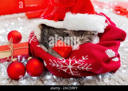 Des cadeaux de Noël. Chaton cat Noël wearing Santa Claus hat holding gift box dormir sur plaid en vertu de l'arbre de Noël. Des cadeaux de Noël concept Banque D'Images