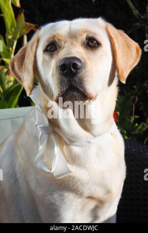 Labrador Retriever jaune portant un arc en soie blanc looking at camera - John Gollop Banque D'Images