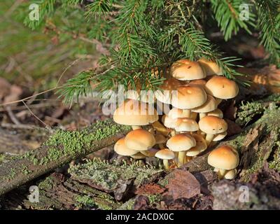 À feuilles gris tête de soufre, Hypholoma capnoides, dans la forêt Banque D'Images