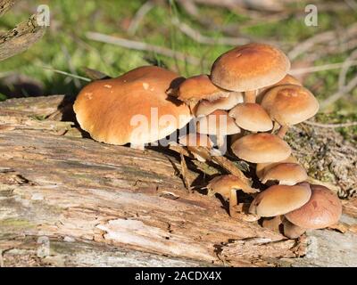 À feuilles gris tête de soufre, Hypholoma capnoides, dans la forêt Banque D'Images