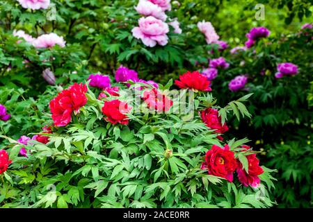 Belle pivoine d'arbre rouge japonaise, Paeonia suffruticosa dans le jardin Banque D'Images