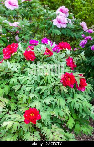 Pivoine d'arbre rouge japonaise, Paeonia suffruticosa dans le jardin Banque D'Images