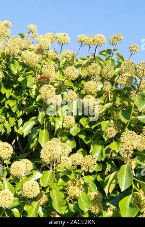 La floraison - Lierre Hedera helix - en hiver - UK Banque D'Images