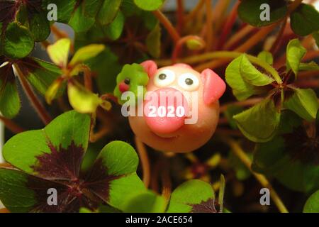 La photo montre un cochon en massepain lucky clover Banque D'Images