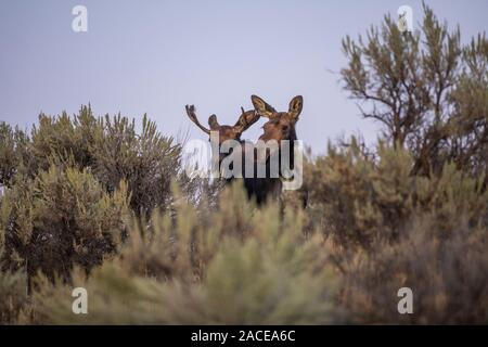 L'orignal de taureau et de vache derrière le sagebrush à Picabo, Idaho, États-Unis Banque D'Images