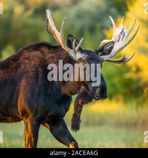 Bull orignal en champ à Pilabo, Idaho, Etats-Unis Banque D'Images