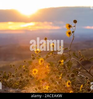 Tournesols au coucher du soleil à Boise, Idaho, Etats-Unis Banque D'Images