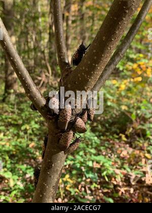 Groupe d'LYCORMA LANTERNFLY REPÉRÉ ADULTES (DELICATULA) sur l'arbre, Lancaster, Pennsylvanie Banque D'Images