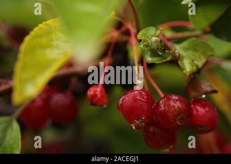 Macro photo d'une arborescence de canneberge après une tempête de pluie Banque D'Images