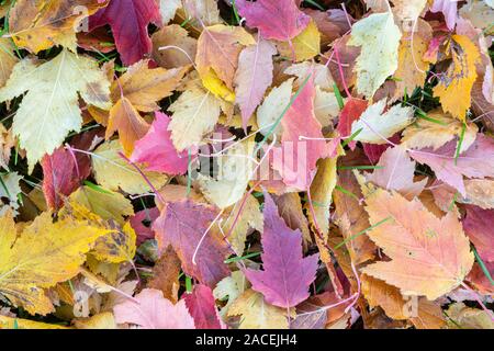 Feuilles d'érable de l'Amur (Acer ginnala) sur le sol, Automne, Minnesota, USA, par Dominique Braud/Dembinsky Assoc Photo Banque D'Images