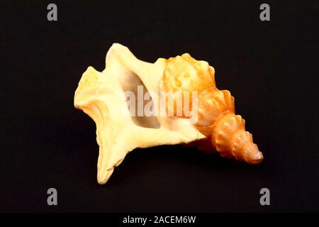 Pelican's Foot sea shell isolé sur un fond noir Banque D'Images