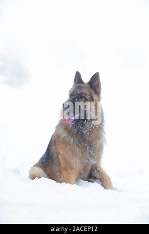 Shephered allemand chien dans la neige Banque D'Images