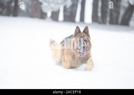 Shephered allemand chien dans la neige Banque D'Images