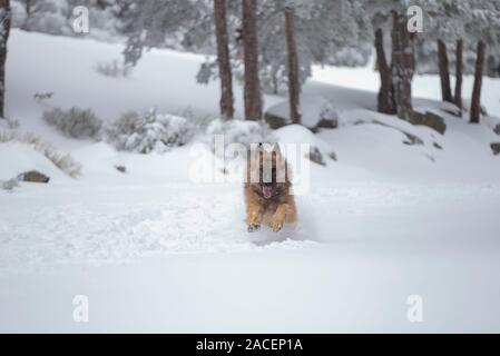 Shephered allemand chien dans la neige Banque D'Images