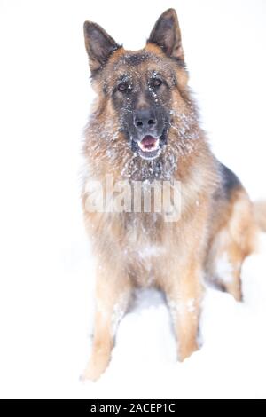 Shephered allemand chien dans la neige Banque D'Images