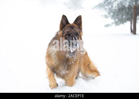 Shephered allemand chien dans la neige Banque D'Images