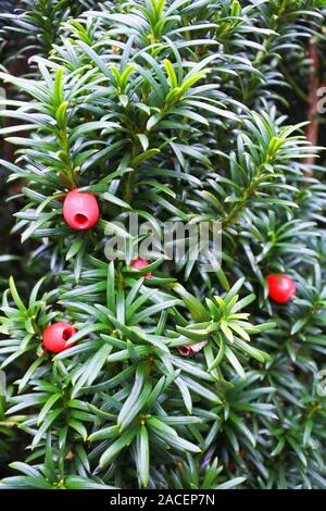Close-up of a common Yew Tree complet avec fruits rouges - John Gollop Banque D'Images