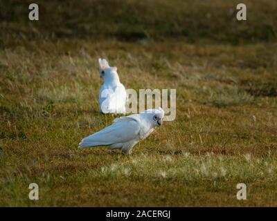 Peu de Corella - par la Condamine River dans la région de Warwick Banque D'Images