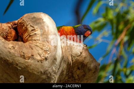 Rainbow Lorikeet - par la Condamine River dans la région de Warwick Banque D'Images