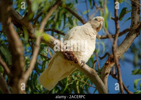 Peu de Corella - par la Condamine River dans la région de Warwick Banque D'Images