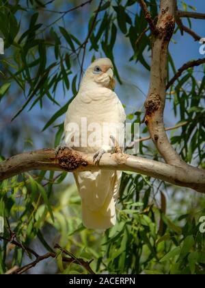 Peu de Corella - par la Condamine River dans la région de Warwick Banque D'Images